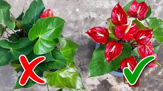 Anthurium Flowering Tips  Learn Gardening [upl. by Aicirt]