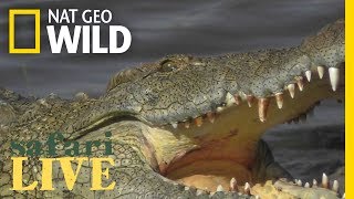 Crocodiles Have the Worlds Strongest Bite—See It In Action  Nat Geo Wild [upl. by Halladba]