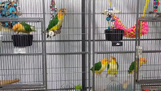 Caique Parrot Noises  Listen to Whitebellied Caique Babies [upl. by Hanikehs]