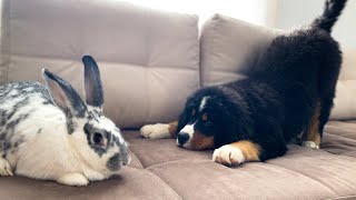 Bernese Mountain Dog Puppy Meets Giant Rabbit [upl. by Trevethick]