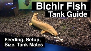 Senegal Bichir Care Guide  Feeding amp Size [upl. by Andrej]