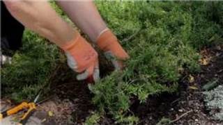 Garden Tips  How to Transplant Phlox Flowers [upl. by Frymire]