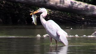 Great Blue Heron Blackcrowned Night Herons amp Others in the Charles River [upl. by Leunamnauj]