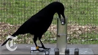 How Smart Are Crows  ScienceTake  The New York Times [upl. by Atirres627]