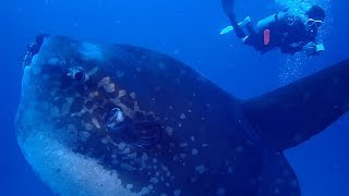 Diver Swims With Giant Mola Mola Fish [upl. by Silbahc]