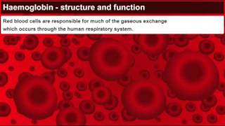 Haemoglobin structure and function [upl. by Tarazi]