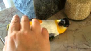 Crazy Caique Parrot Hopping Wrestling Talking [upl. by Lirpa881]