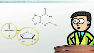 DNA  Adenine Guanine Cytosine Thymine [upl. by Yllib418]