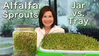 How to Grow Alfalfa Sprouts  Jar vs Tray  Easy Method 发苜蓿芽 [upl. by Scoter]