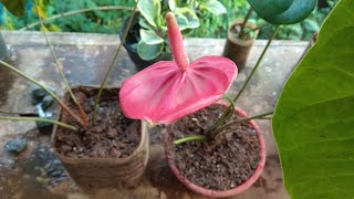 How to grow anthurium plants [upl. by Doggett]