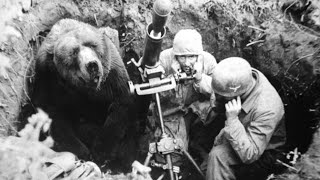 The HeartMelting Story Of Wojtek The Soldier Bear [upl. by Swenson]