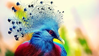 Most Beautiful  Victoria Crowned Pigeon [upl. by Annaear553]