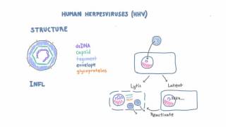 Introduction to Human Herpesviruses HHV [upl. by Junna]