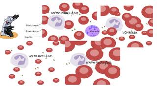 Comprendre les analyses sanguines [upl. by Carvey]