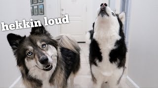 8 Funny Sounds My Huskies Make Everyday [upl. by Otrebmuh45]