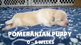 Puppy Transformation  Pomeranian Baby Growing from 08 Weeks [upl. by Meakem]