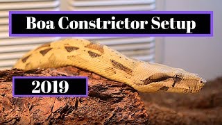 Boa Constrictor Setup  How To Guide [upl. by Odlareg]