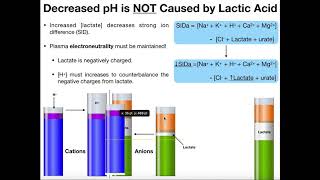 What is Lactate and Lactic Acid [upl. by Naie]