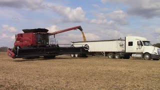 Case IH 8240 Combines Harvesting Double Crop Soybeans [upl. by Norval]