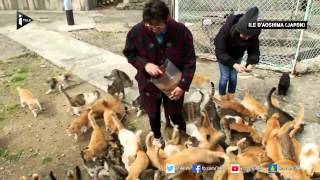 Japon découvrez Aoshima lîle aux chats [upl. by Suciram]