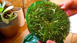 How to Grow Sprouts [upl. by Rennug]