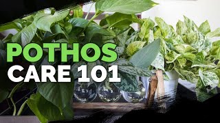 Pothos Care 101 Is This the Easiest Houseplant to Care For [upl. by Frida]