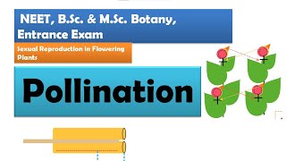 Pollination in Flowering plants  NEET BSc amp MSc Botany [upl. by Aligna940]