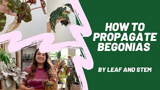 How to propagate Begonias by leaf and stem [upl. by Davide]