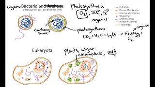 Photosynthetic Cell Structure Cyanobacteria and Algae geobiology [upl. by Hayton]