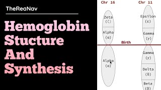 Hemoglobin Stucture and Synthesis [upl. by Yahsram992]