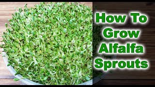 How To Grow Alfalfa Sprouts  3 EASY Steps 2019 [upl. by Etteb65]