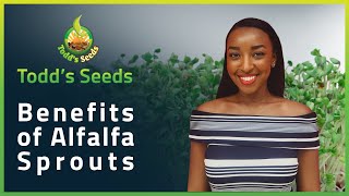 Benefits of Alfalfa Sprouts [upl. by Anale]