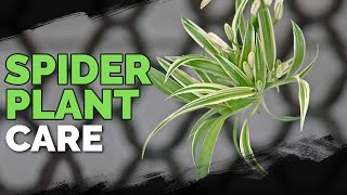 Spider Plant Care How To Grow Chlorophytum Comosum [upl. by Dixil]