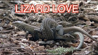 Whiptail Lizards Mating NARRATED [upl. by Babcock]