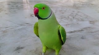 Indian Ringneck Parrot Random Sounds [upl. by Ahsinut]