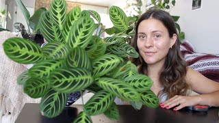 How To Make a Prayer Plant Houseplant More Full  Maranta Plant Propagation [upl. by Arella]