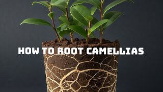 How to propagate Camellias 🌿🌿  Using sand and a water bottle [upl. by Kenzi]