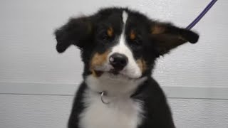 Bernese Mountain Dog puppy cheeks flap in the wind [upl. by Bernadene]