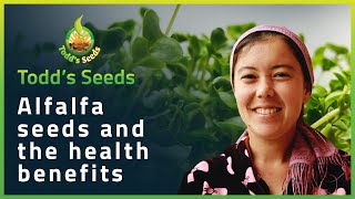 Alfalfa Seeds and the Health Benefits [upl. by Michaelina]