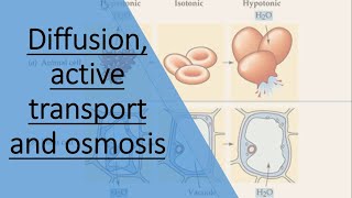 Diffusion active transport and osmosis [upl. by Asiel944]