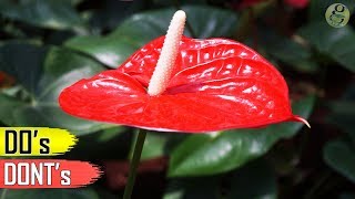 ANTHURIUM PLANT CARE TIPS – INDOOR FLOWERING PLANT [upl. by Hessney568]