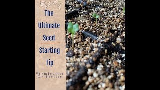 The Ultimate Seed Starting Tip Vermiculite or Perlite [upl. by Bellda803]