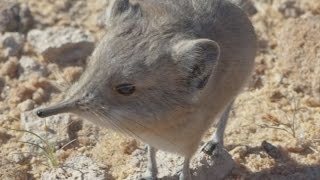 Science Today New Mammal Discovery Etendeka RoundEared Sengi  California Academy of Sciences [upl. by Inaleon653]