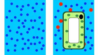 Diffusion and Osmosis [upl. by Lowell83]