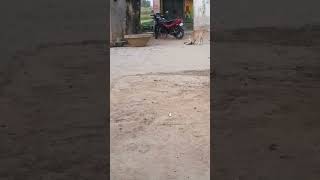 kutta aur billi ka dosti [upl. by Arriec]